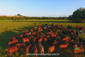 Fazenda Reconquista - Cachoeira do Sul.00_01_00_27.Quadro013_2662c1fb384c78d1c5a1119b5ea82e4f9a385e82.png